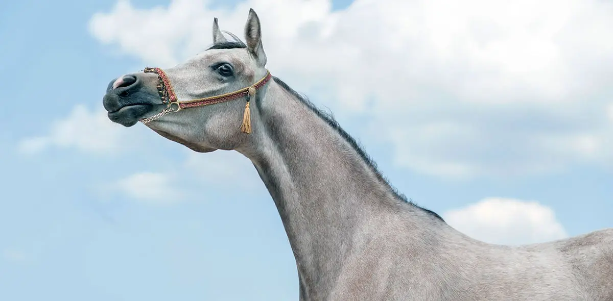 gray arabian horse halter