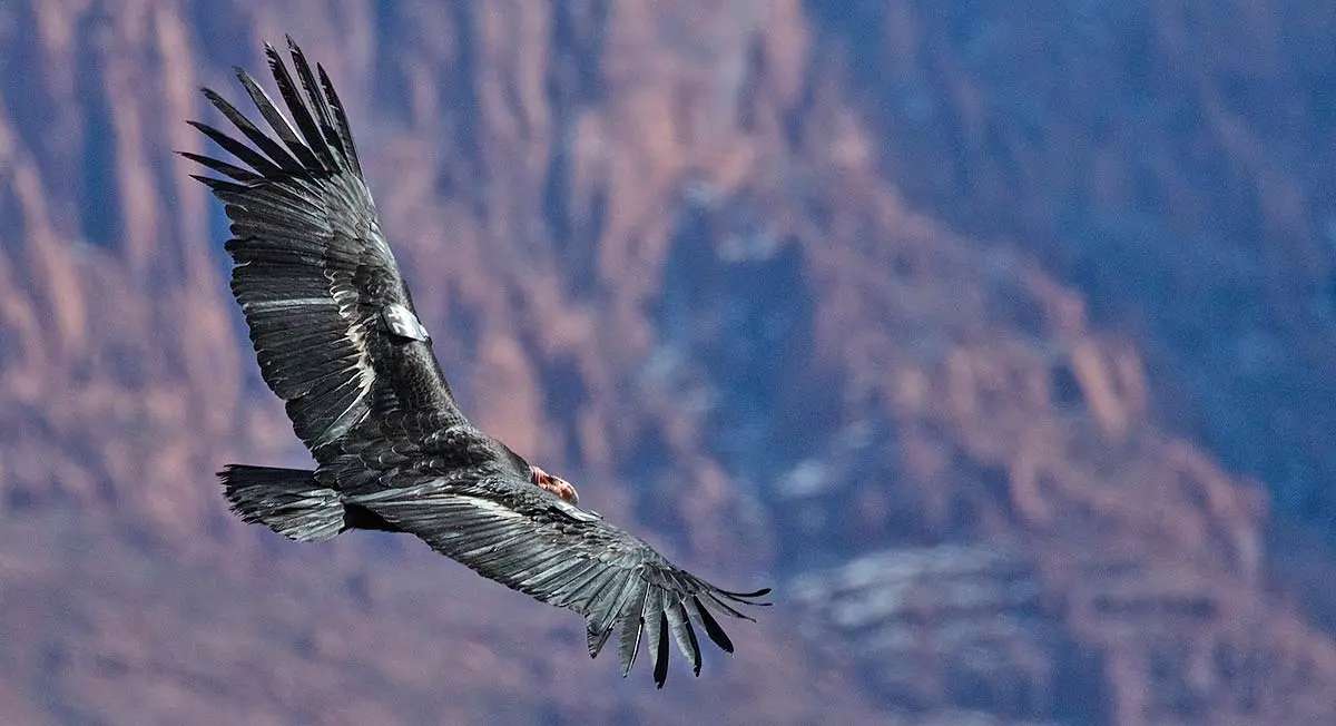 condor flying mountains