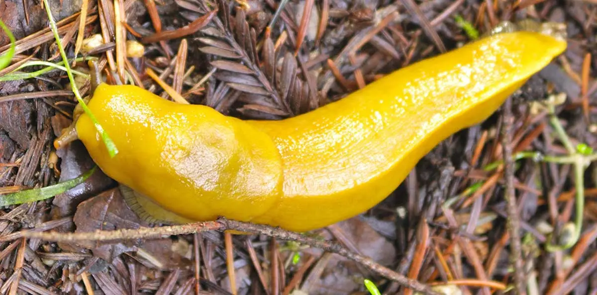 bright yellow banana slug