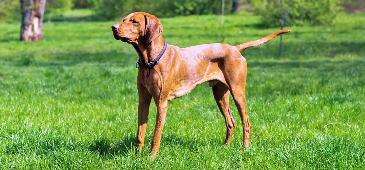 ridgeback dog in field