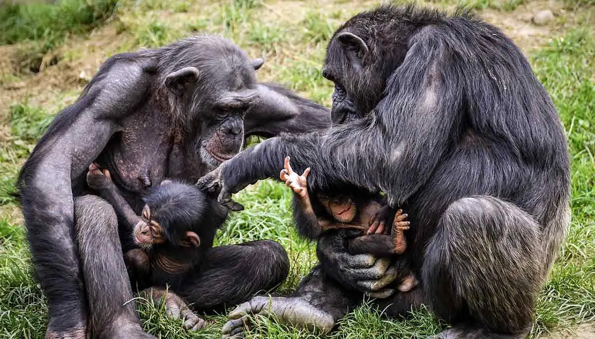chimpanzee family