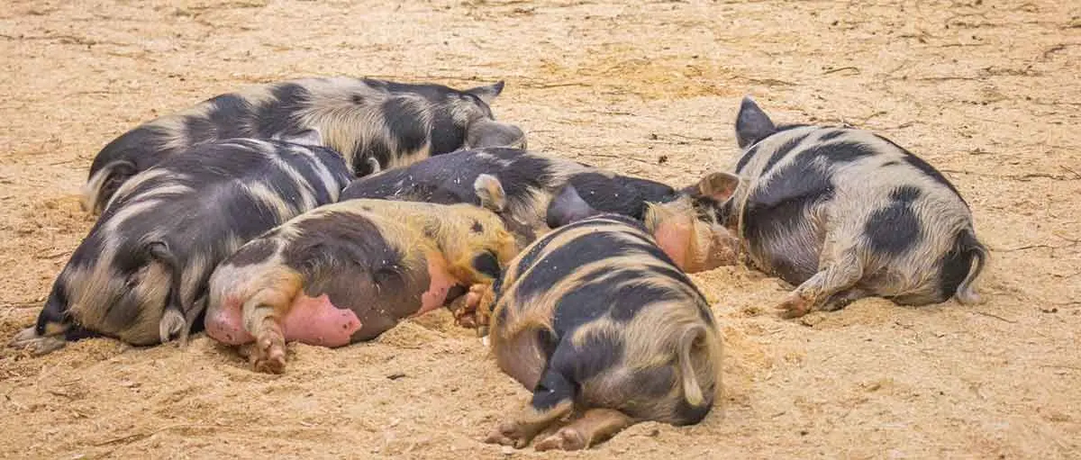 Kunekune pigs sleeping