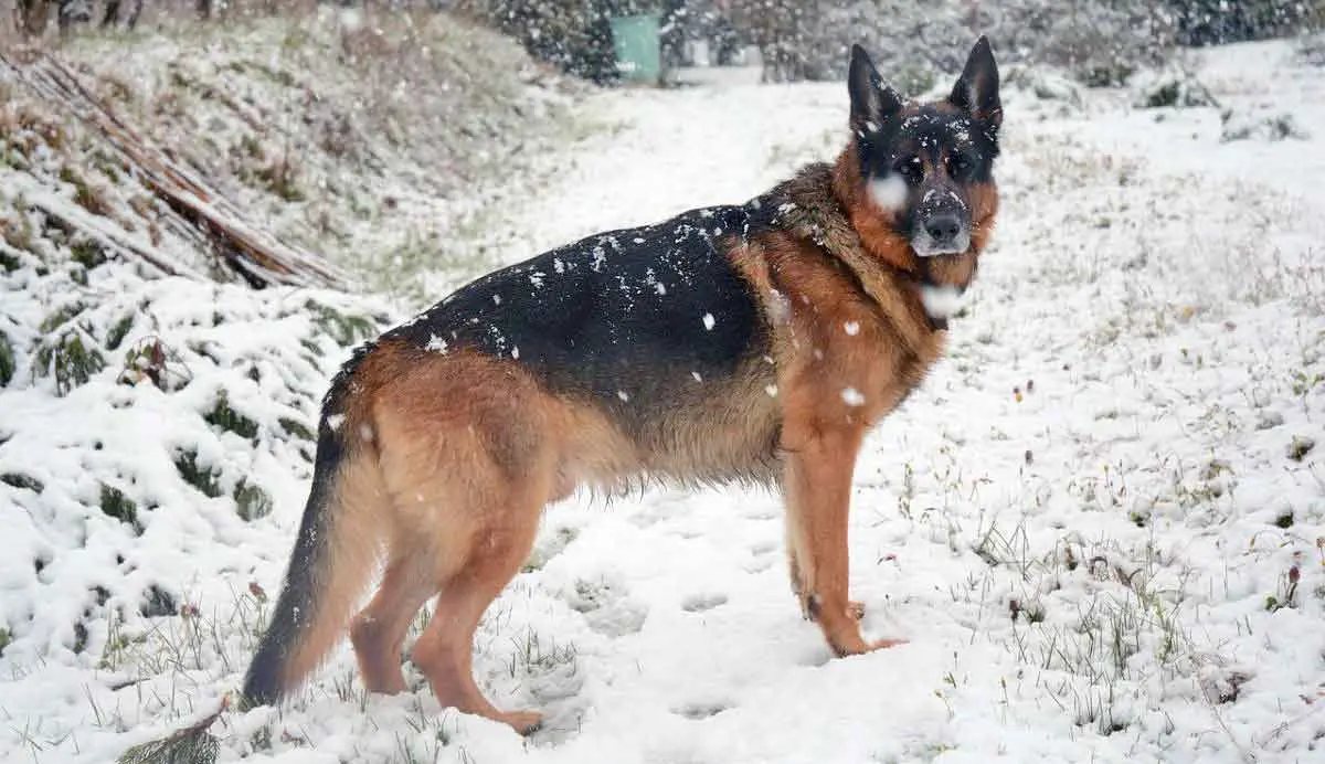 german shepherd in snow