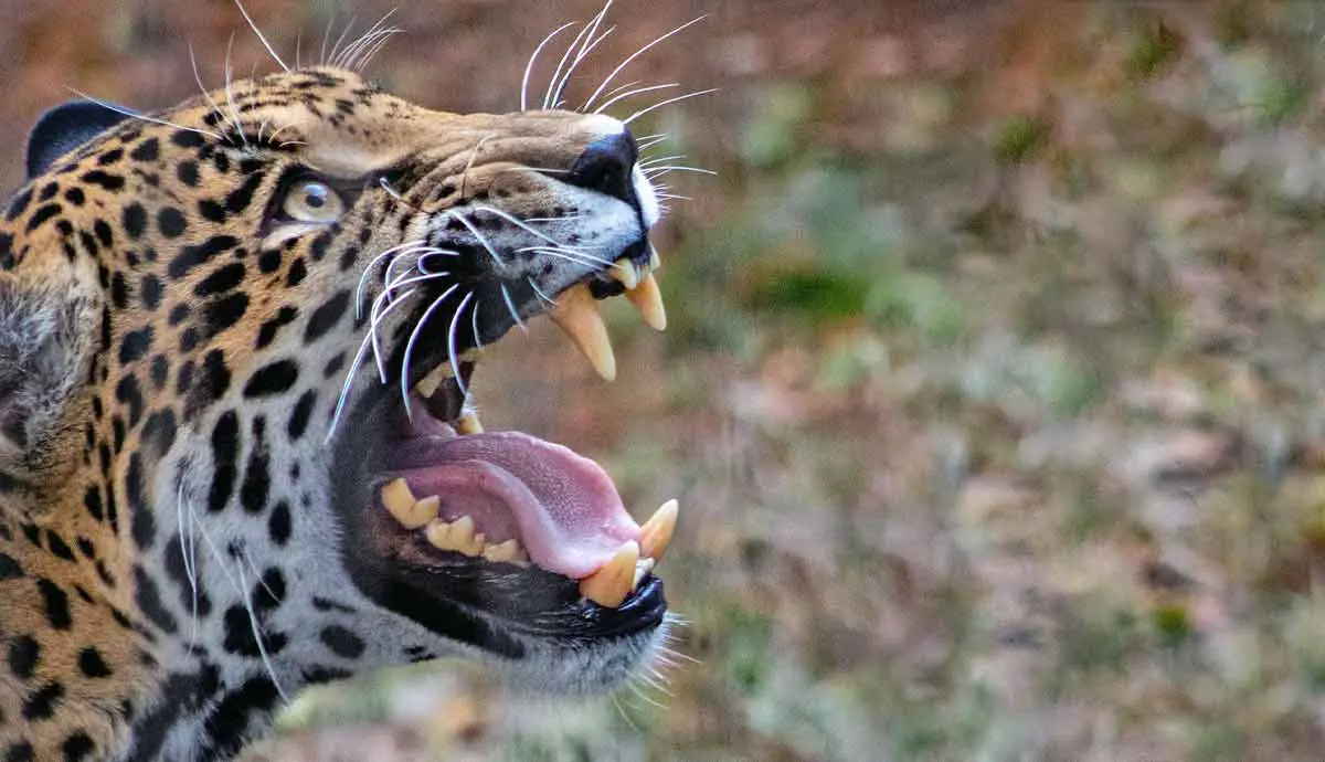 jaguar mouth