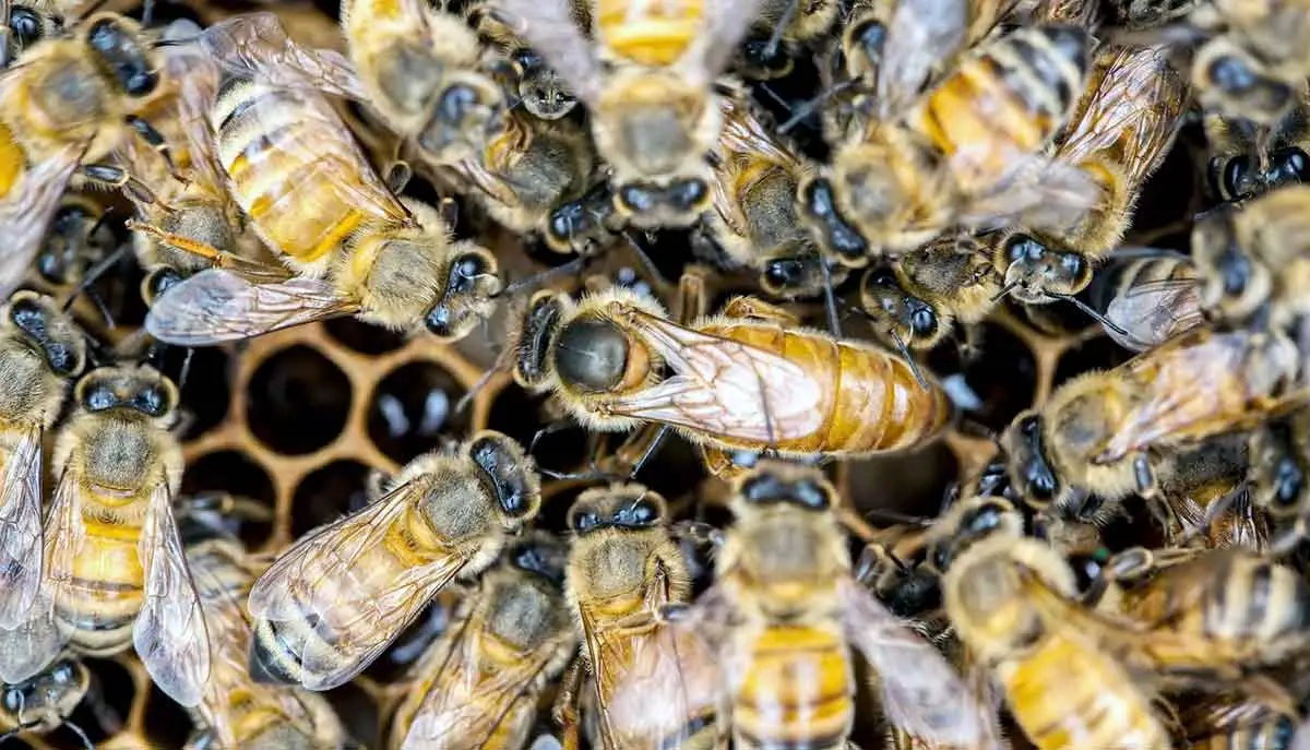queen bee in hive
