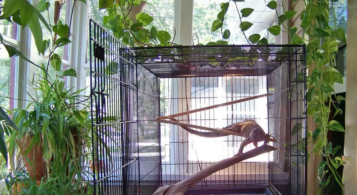 iguana in cage