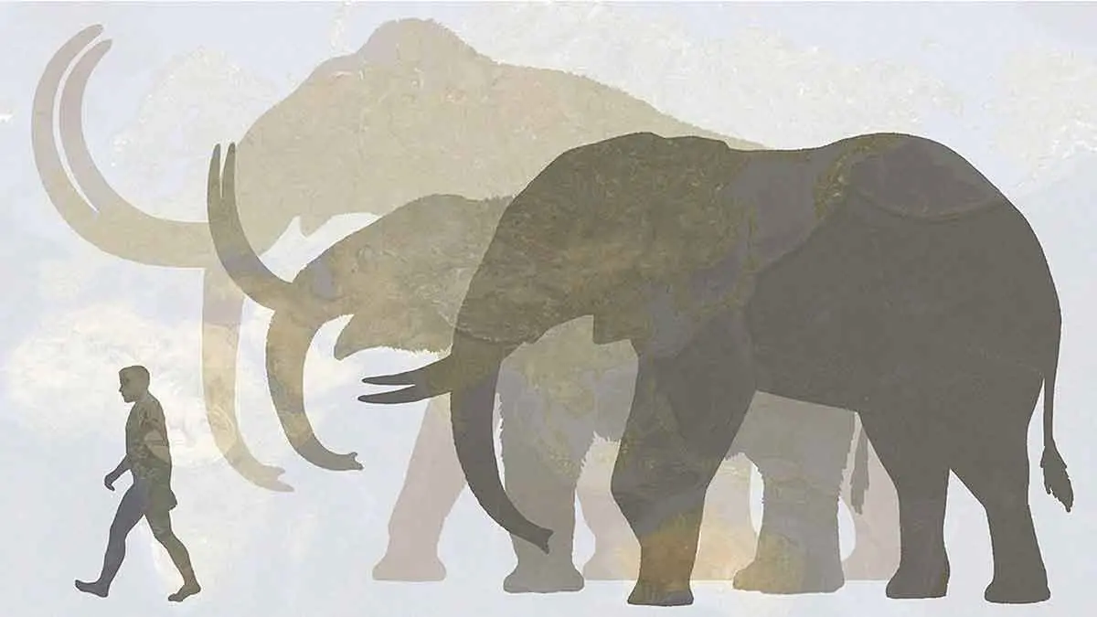 comparaison mammoth elephant size