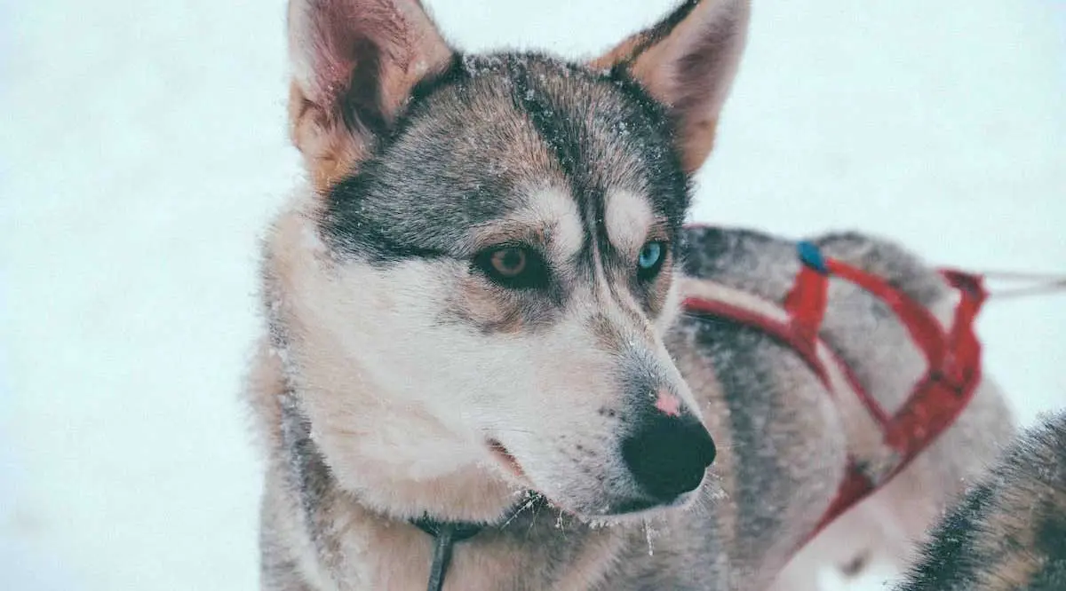 Husky with Heterochromia in Snow with Harness