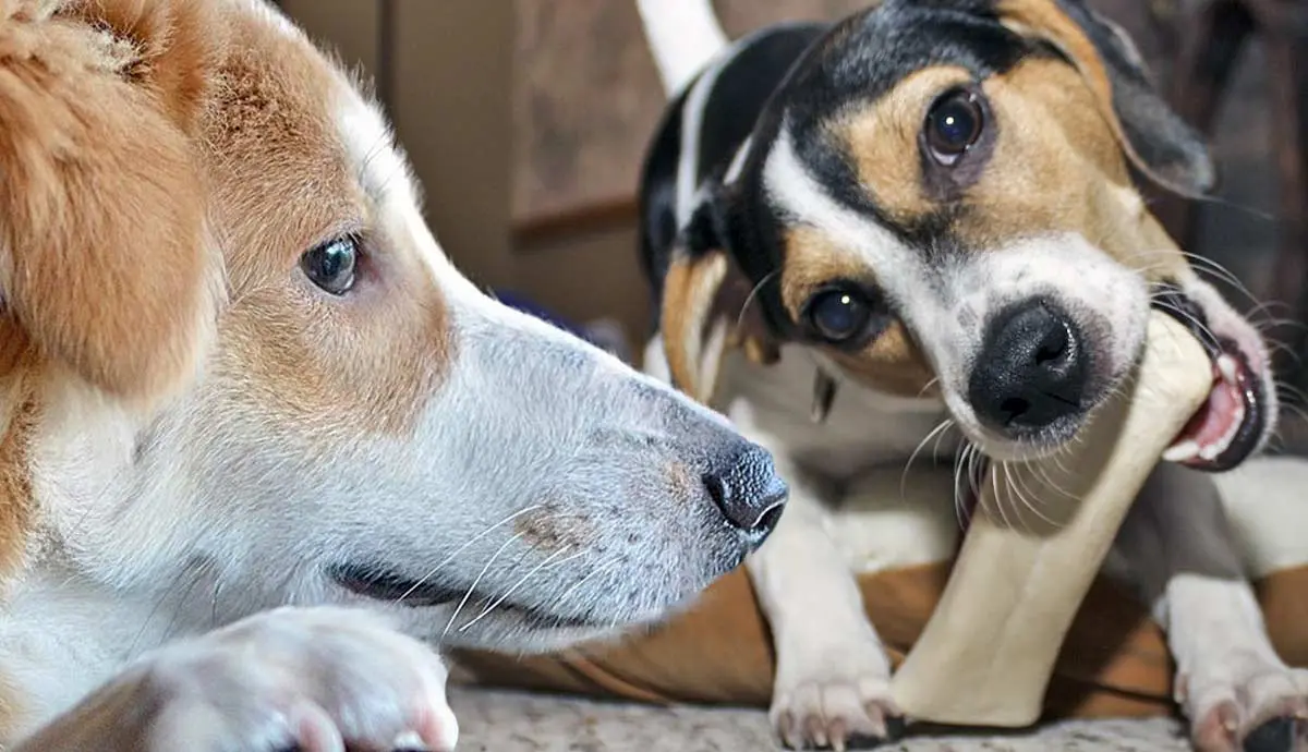 tips managing separation anxiety in dogs