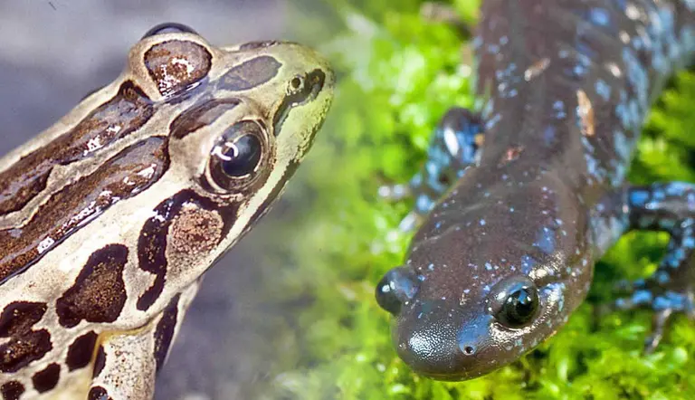 amphibians that live in new york