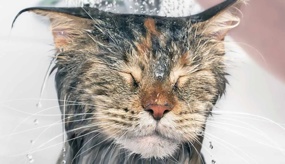 how often should you bathe your cat