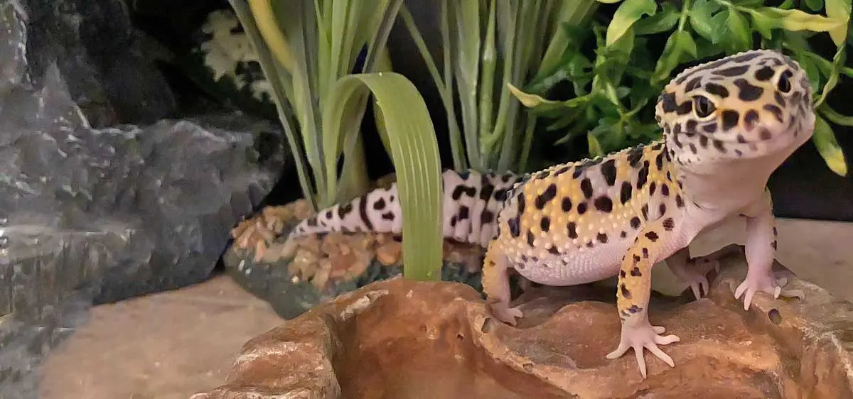 leopard gecko terrarium