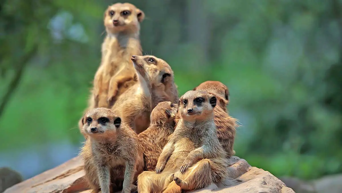 family of meerkats sitting on a rock
