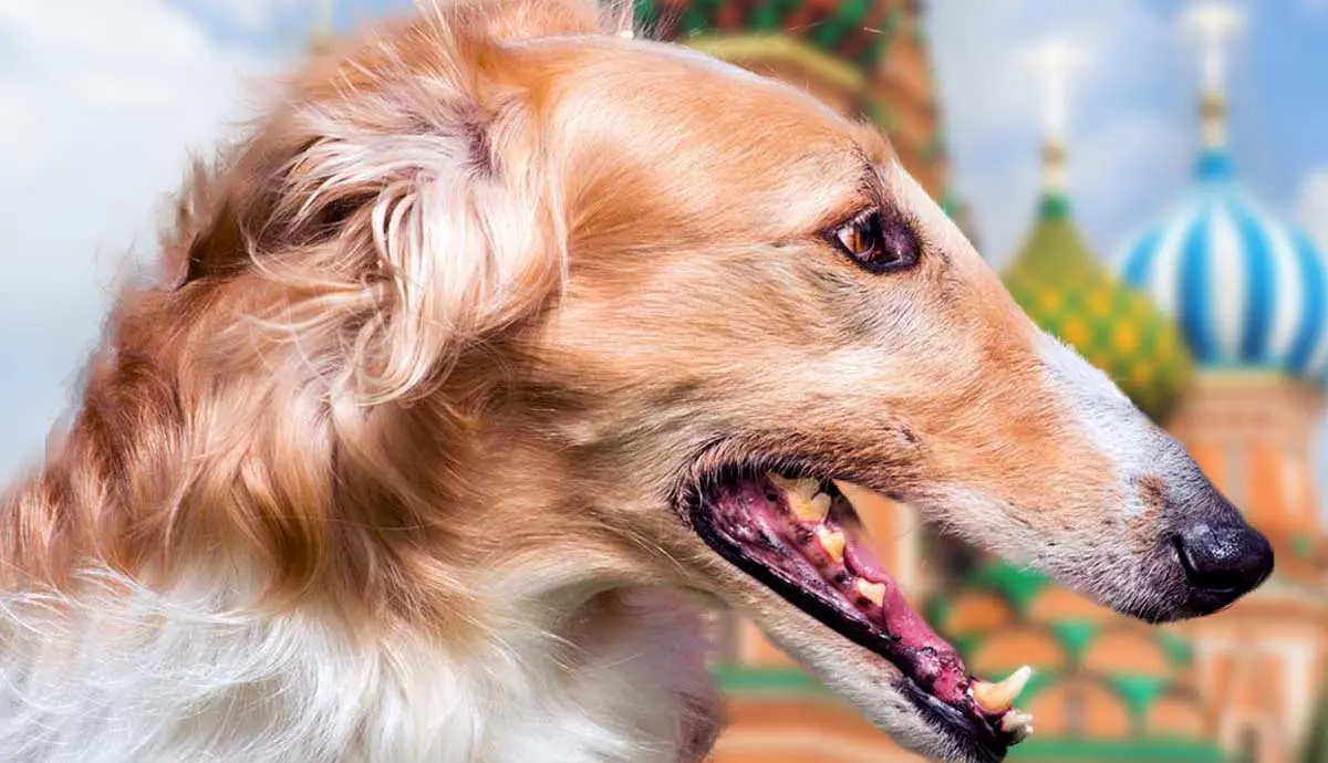 the borzoi complete guide on this russian gazehound