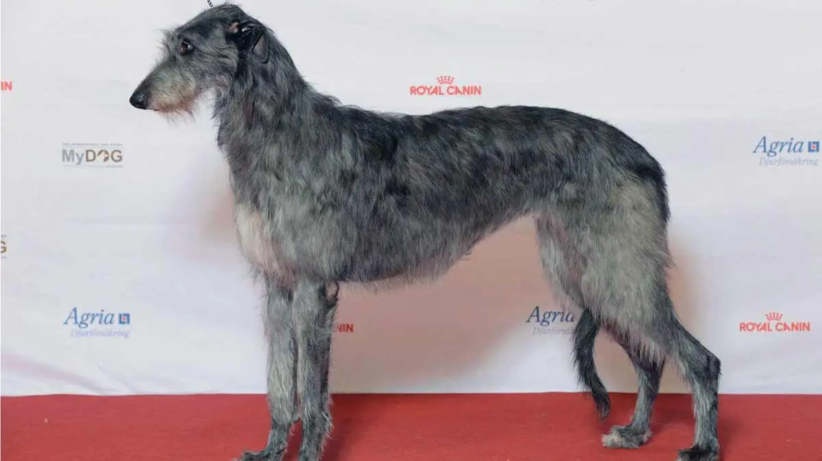 Scottish Wolfhound