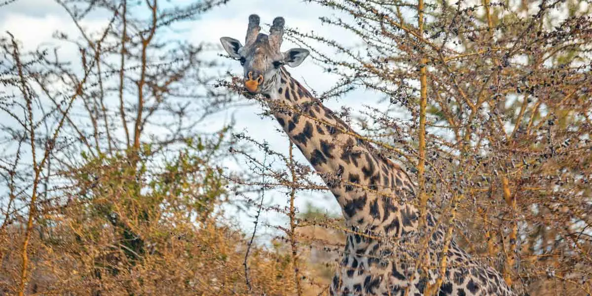 giraffe nibbling on branch