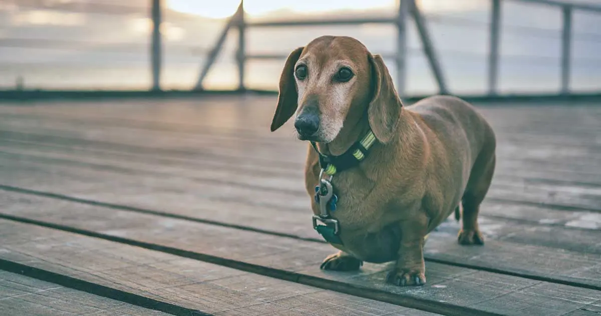 old brown sausage dog standing on wooden ramp