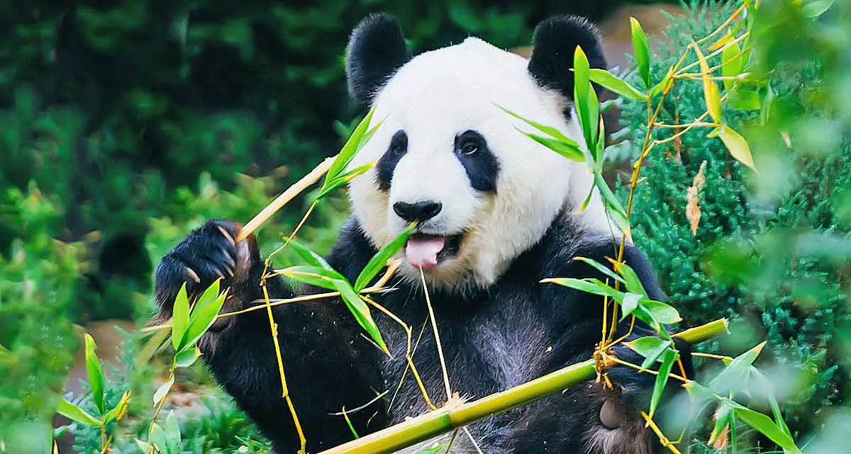 jay wennington giant panda unsplash