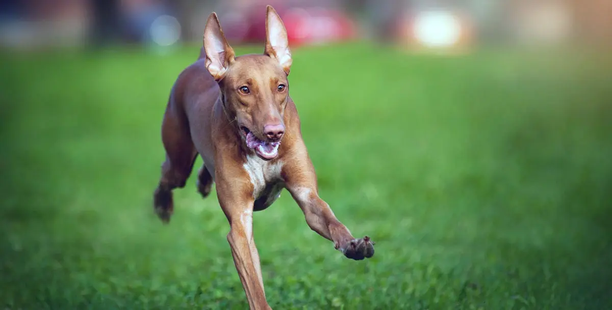 hound running through grass