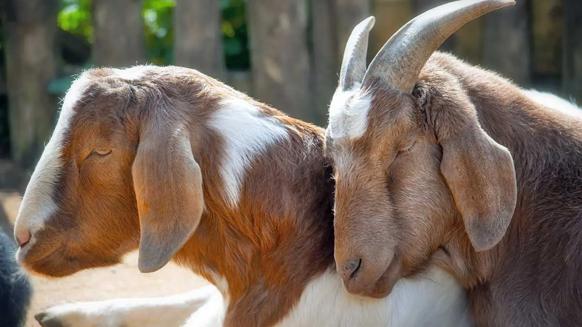 goats snuggle