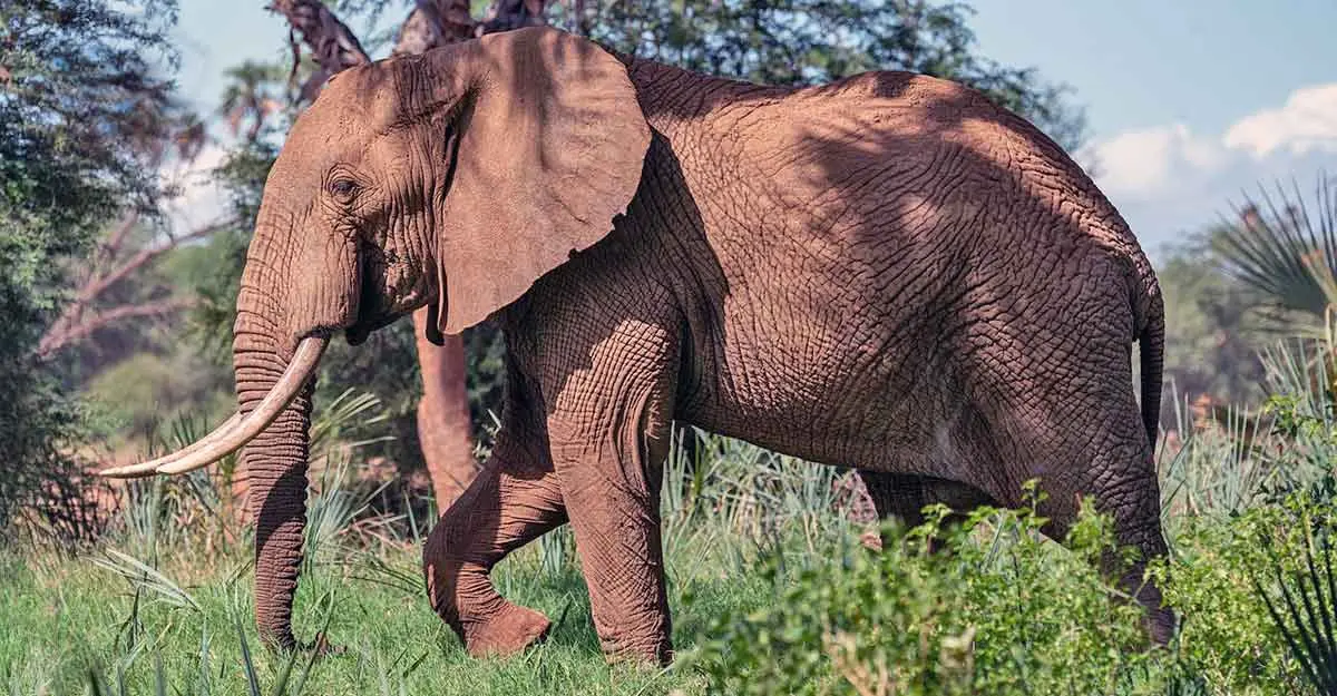 african elephant walking in long grass