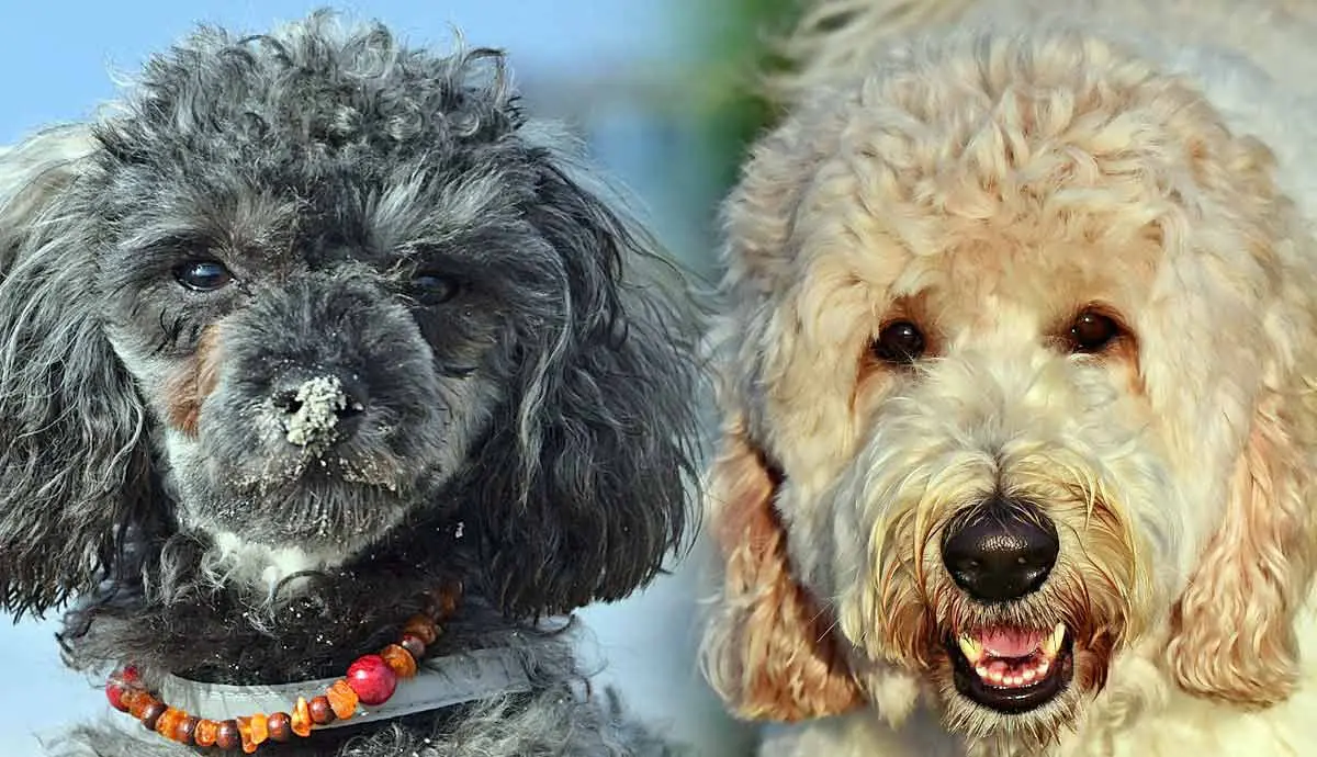 most popular types of poodles