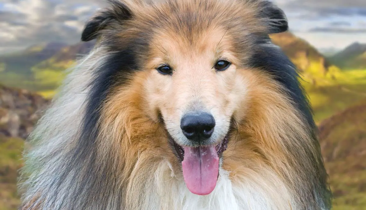 facts about rough collies
