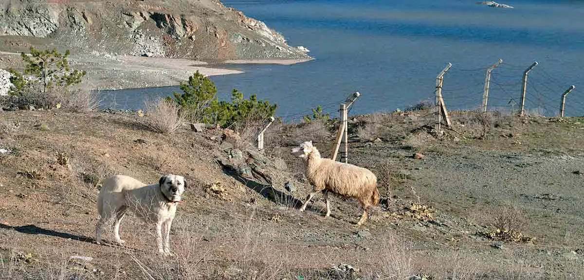 anatolian shepherd guarding sheep ocean