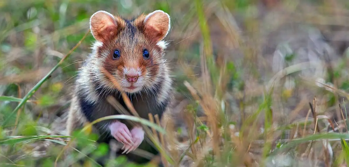 european hamster stands in grass