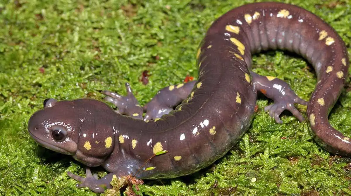 spotted salamander on moss