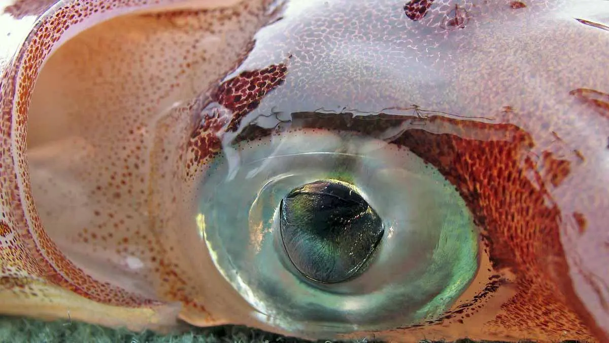 giant squid eye