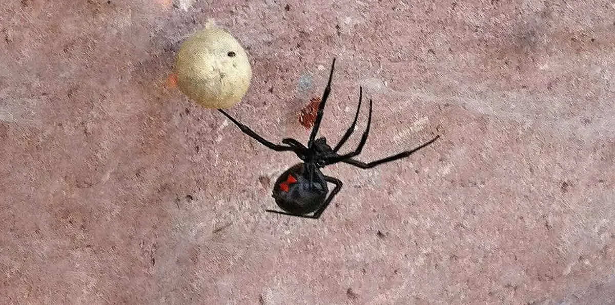 black widow spider with egg