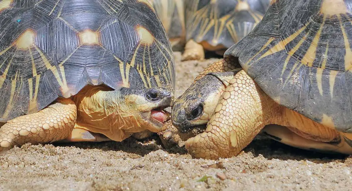 Copy of tortoise fighting