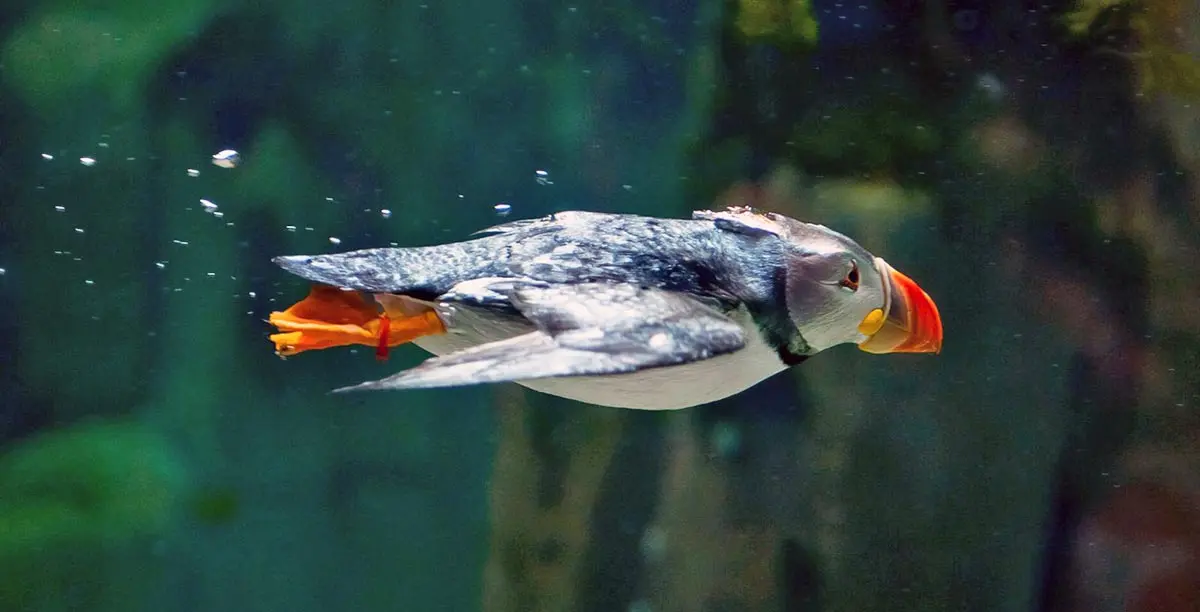 diving puffin
