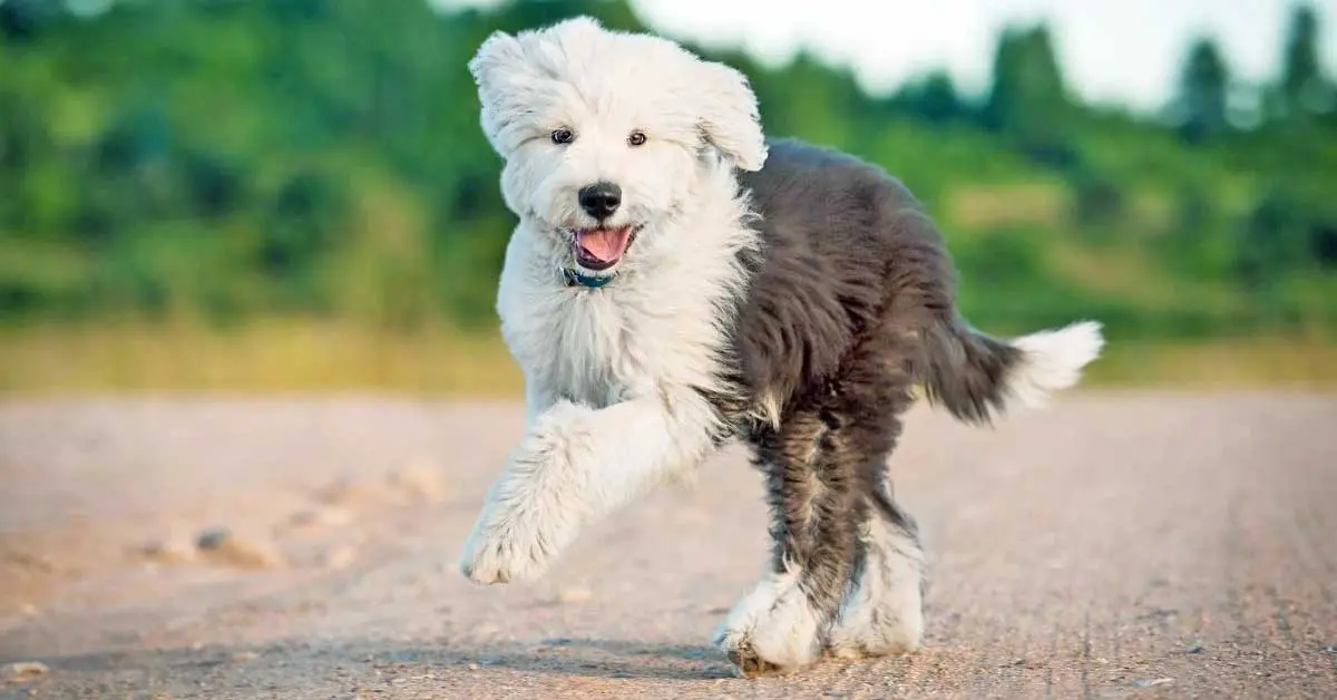 Sheepadoodle Running on Dirt Track