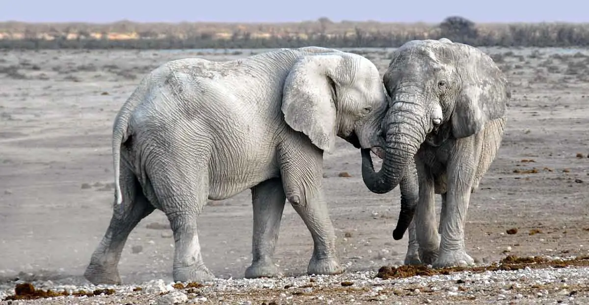 two elephants communicating with each other