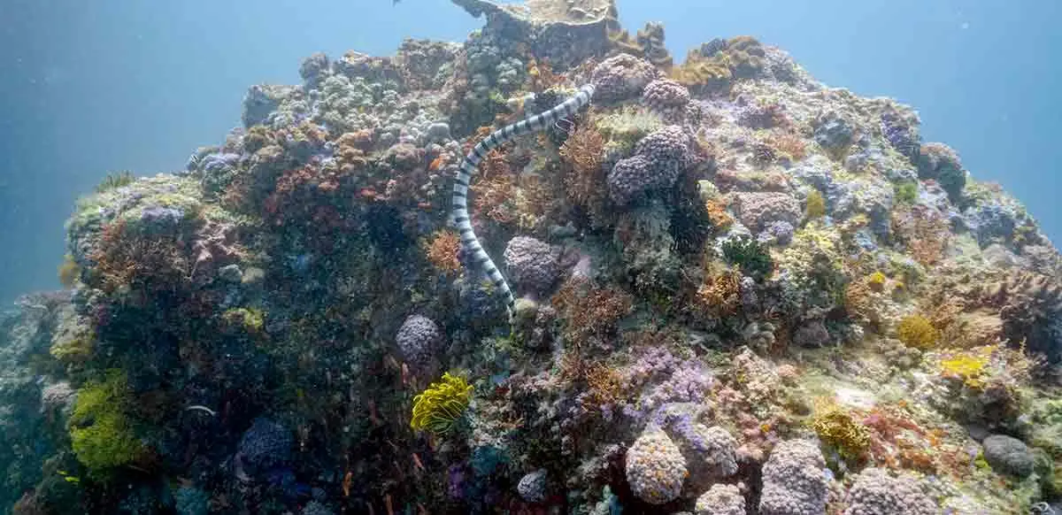 sea snake swimming amongst coral