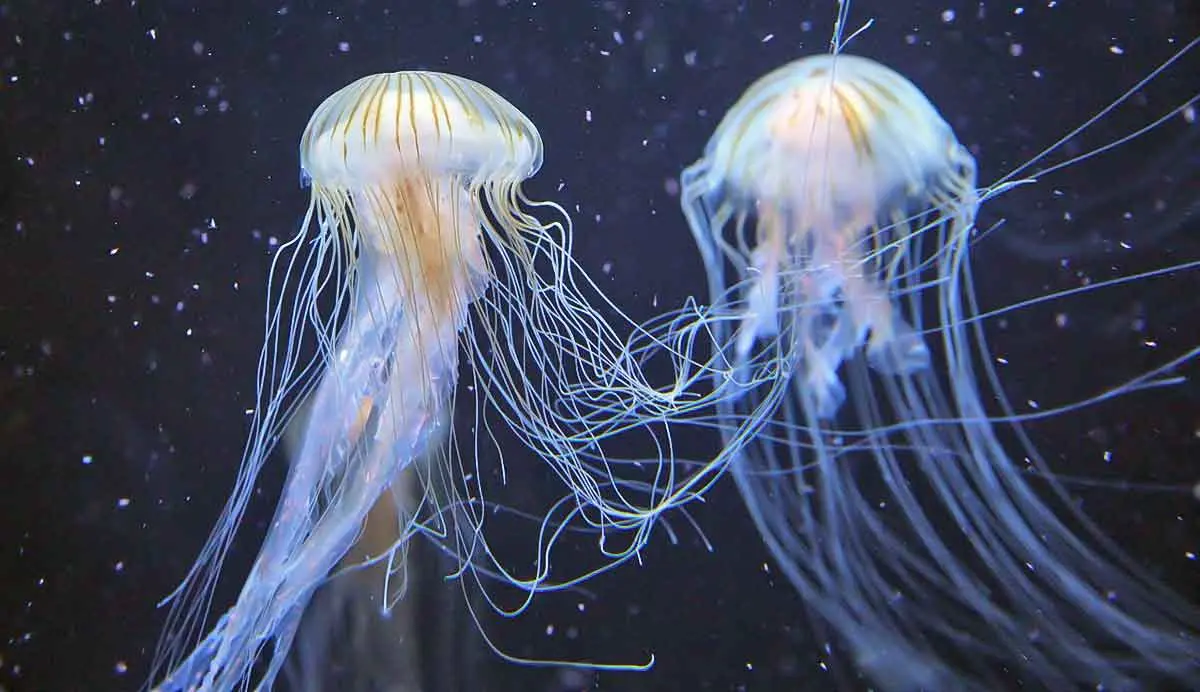 jellyfish floating in the ocean