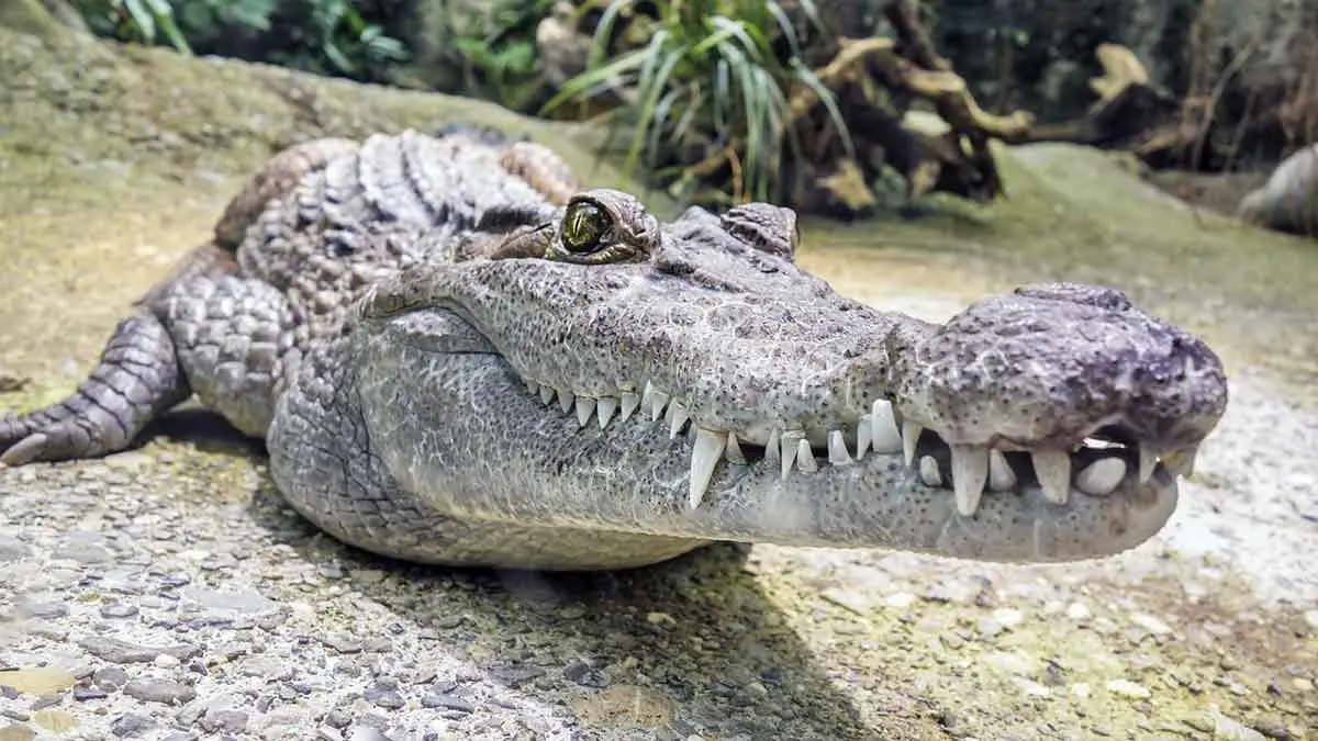 crocodile ancient reptile