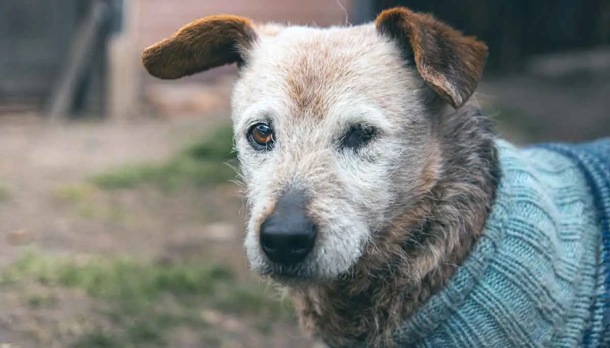 Old Grey Dog Wearing Sweater in Yard