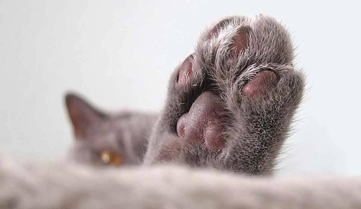 grey cat paw