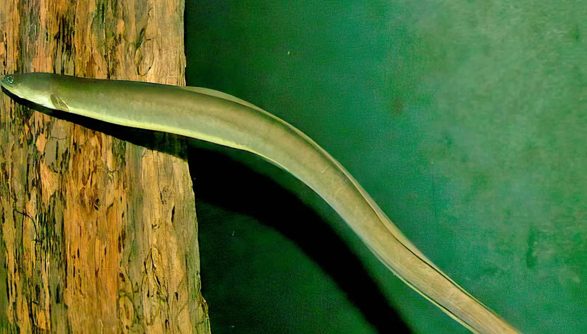 american eel in aquarium