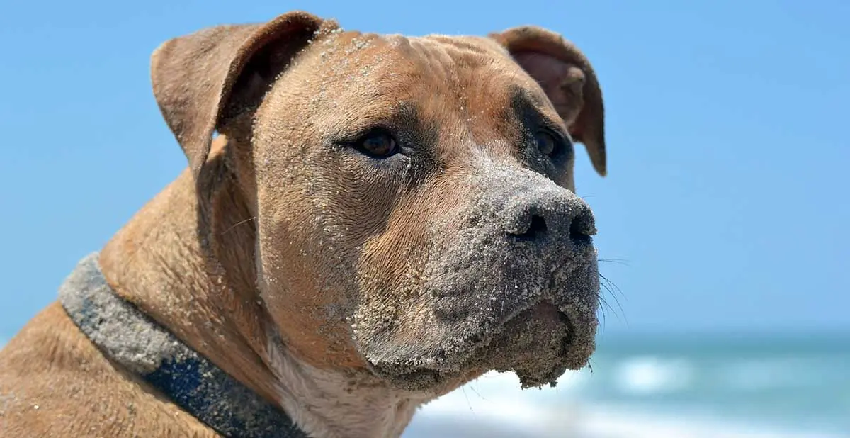 tan pitbull with sand over its face