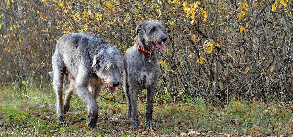 pair irish wolfhounds exploring forest walkies