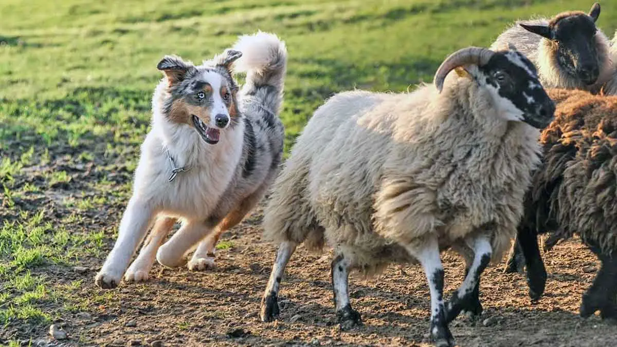 australian shepherd with tail herds sheep