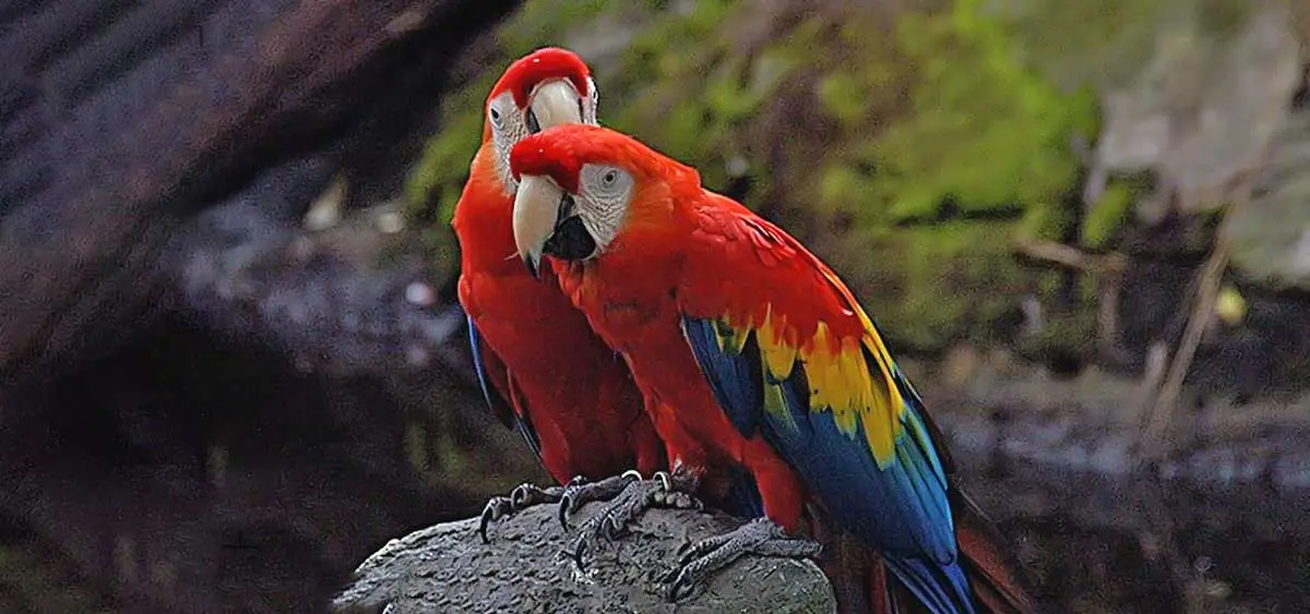 two macaw mates together.v1