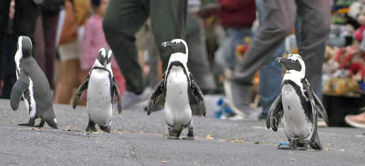 penguins walking among humans
