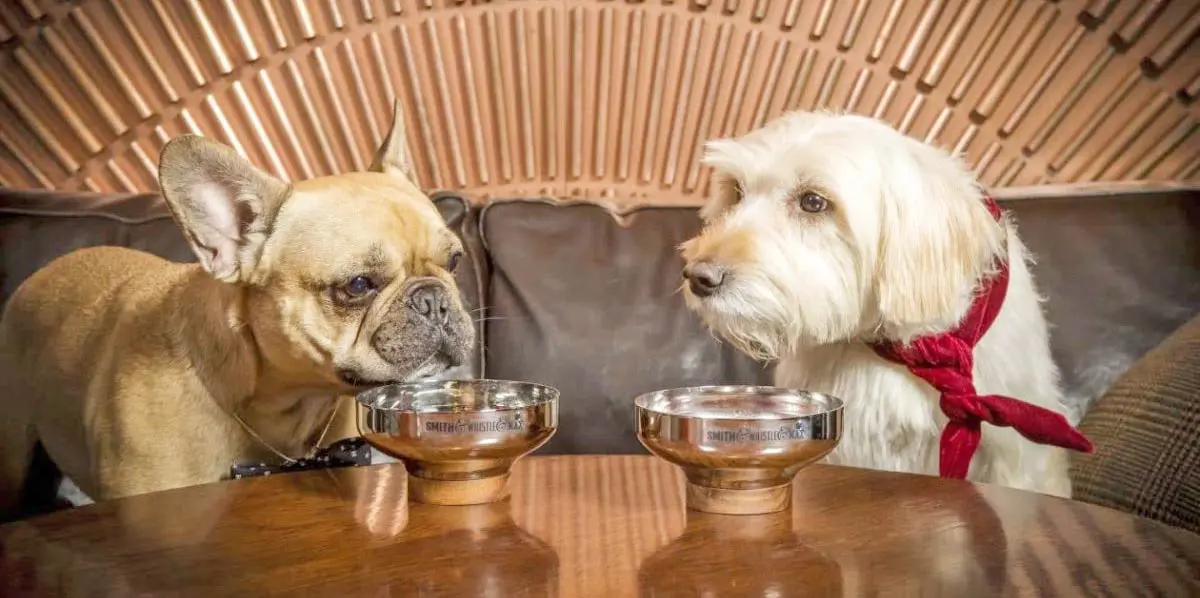 dogs drinking bar table
