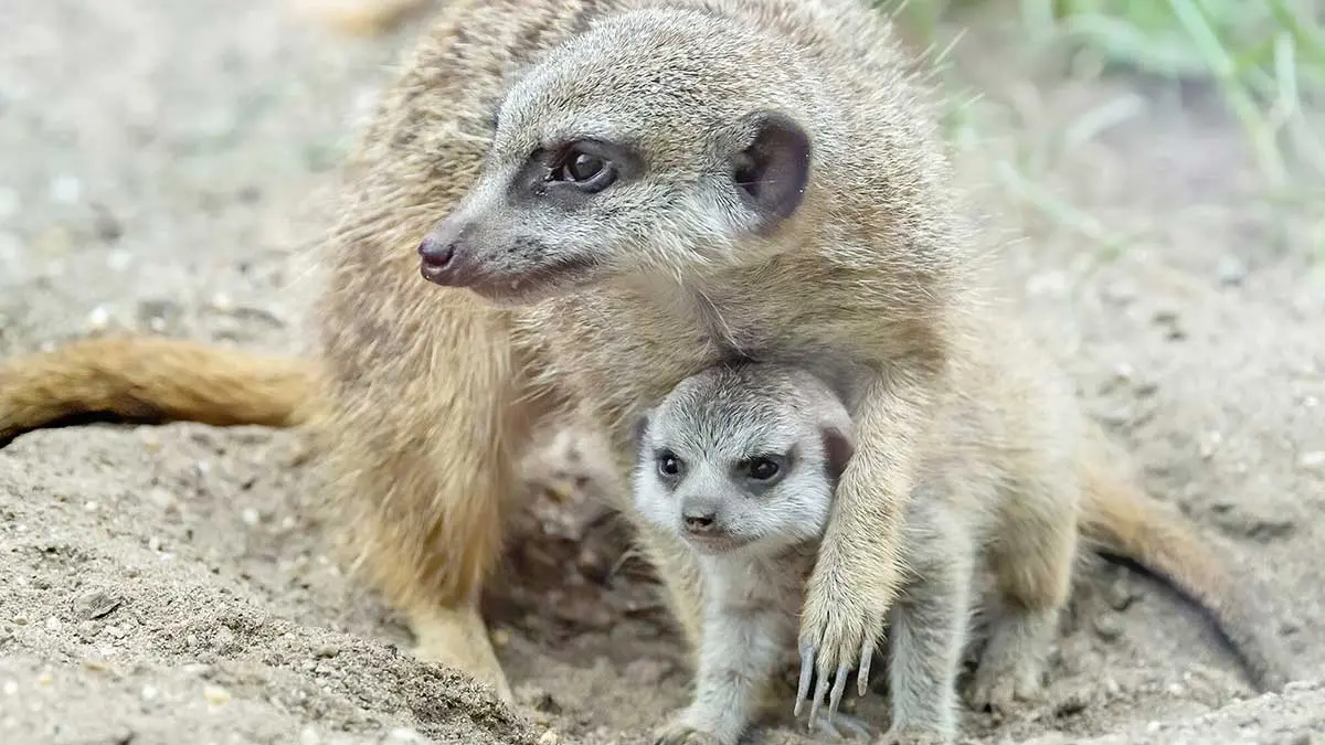 female meerkat matriarch mum and baby