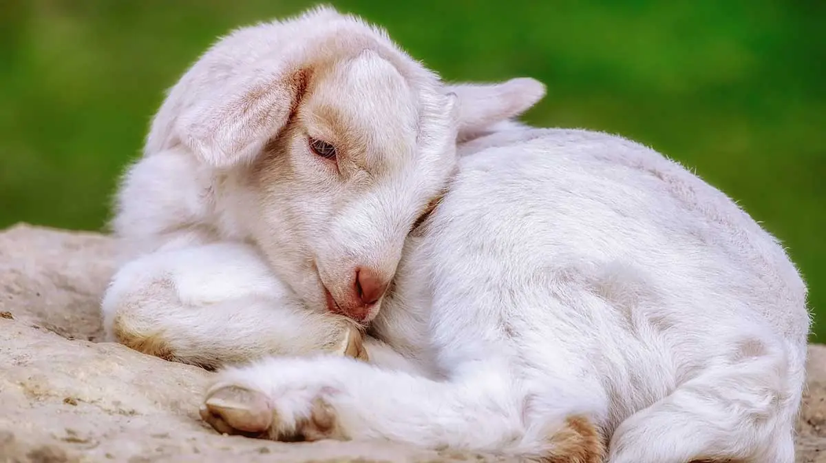 goat kid laying down